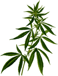 5a39b7f623e945.36437259151373208614711061-1 Cannabis seeds