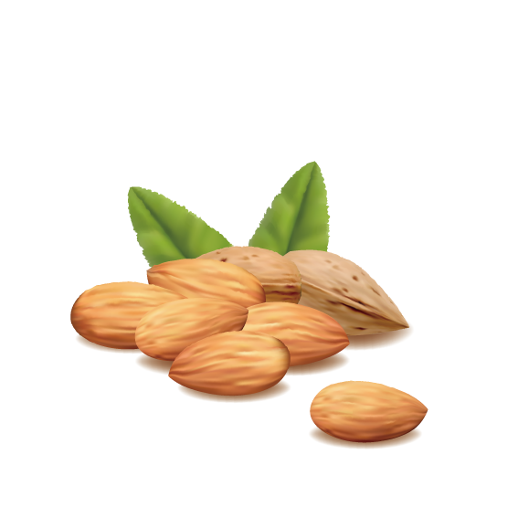 kisspng-hazelnut-almond-royalty-free-nutritious-almonds-5aa10517afa737.9825871115205020397195 (1) Alméndras
